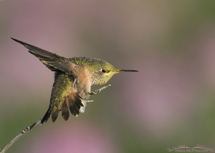 Calliope Hummingbird Images