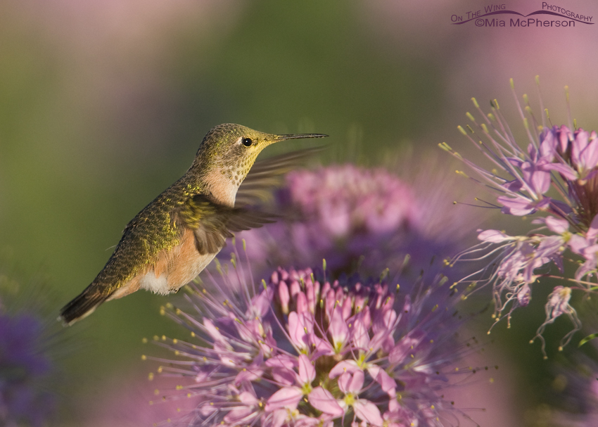 Morning light and Calliope Hummingbirds, Antelope Island State Park, Davis County, Utah