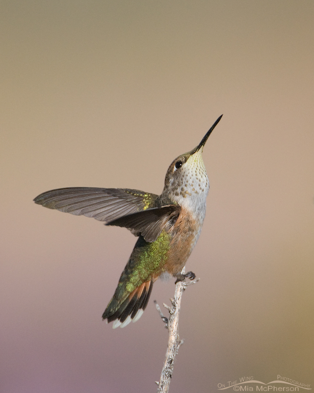 Calliope Hummingbird looking up, Antelope Island State Park, Davis County, Utah