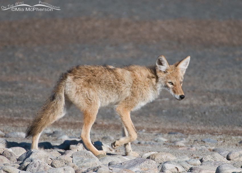 A Coyote from the younger generation