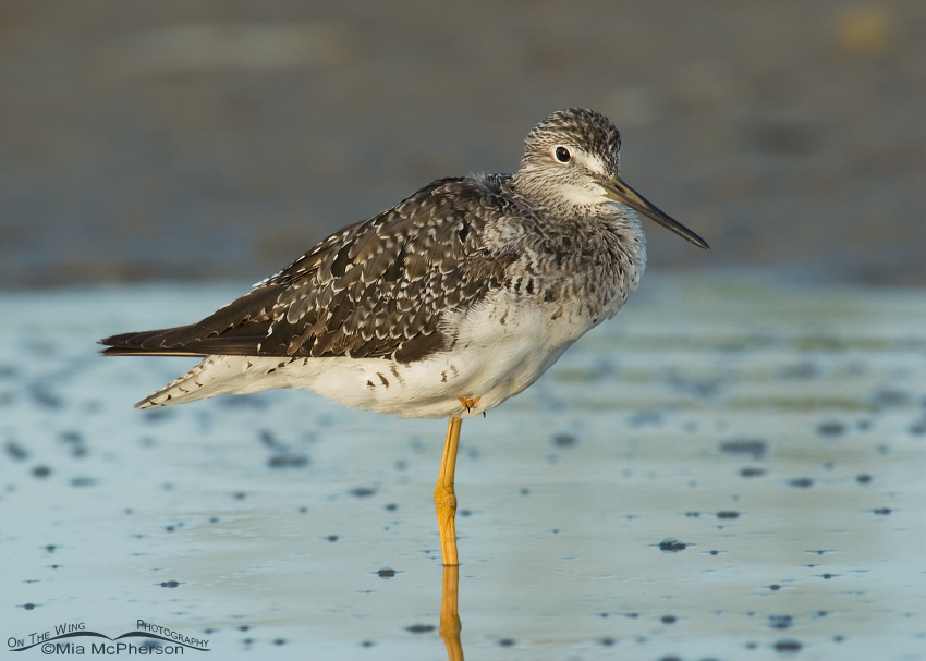 Greater Yellowlegs at sunrise, Fort De Soto County Park, Pinellas County, Florida