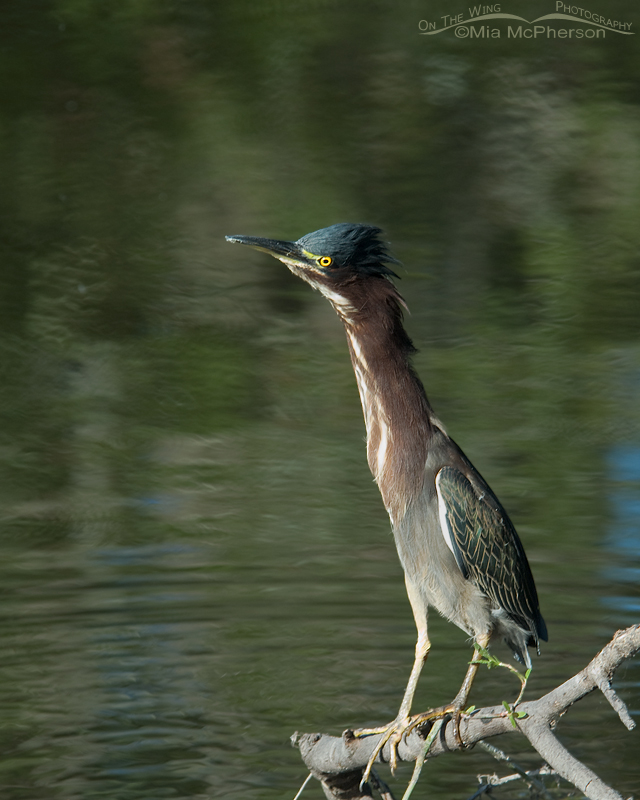 Very alert Green Heron, Sawgrass Lake Park, Pinellas County, Florida