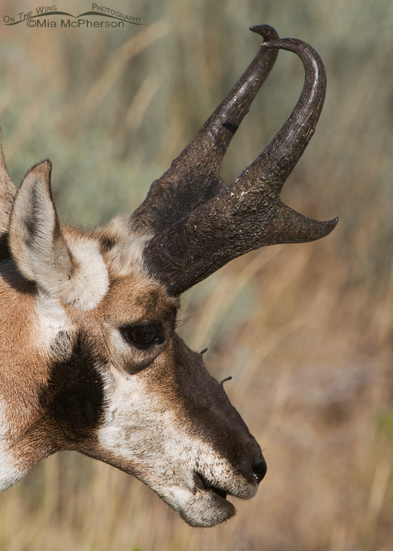 Side view of an odd Pronghorn buck showing two extra horns on its muzzle