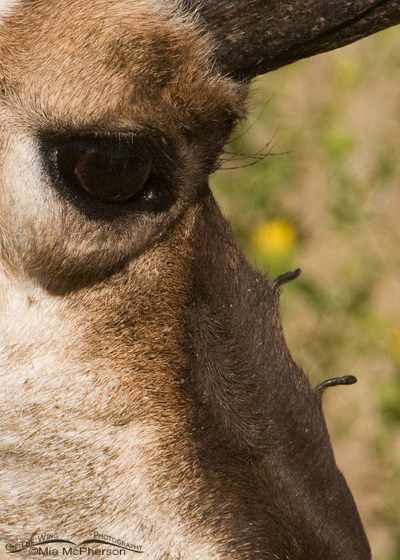 Close up image of a Pronghorn buck showing the extra horns on its muzzle