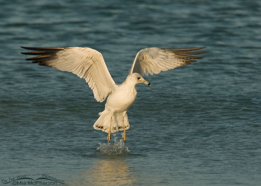Ring-billed Gull lifting off from the Gulf of Mexico