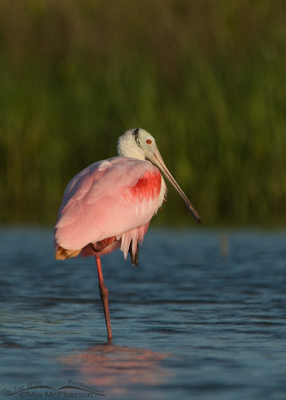 Roseate Spoonbill resting in a lagoon