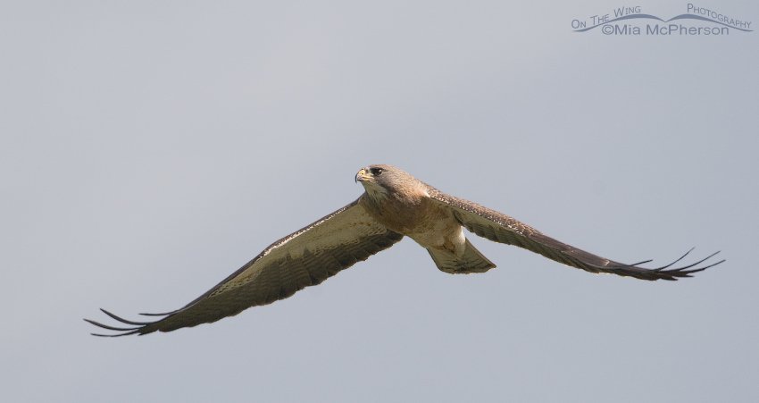 Adult Swainson's in flight in Fremont County, Idaho