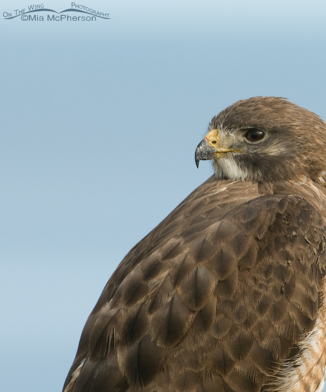 Close up of an adult Swainson's Hawk