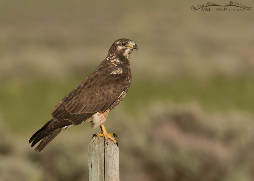 Sub-adult Swainson's Hawk in Beaverhead County, Montana