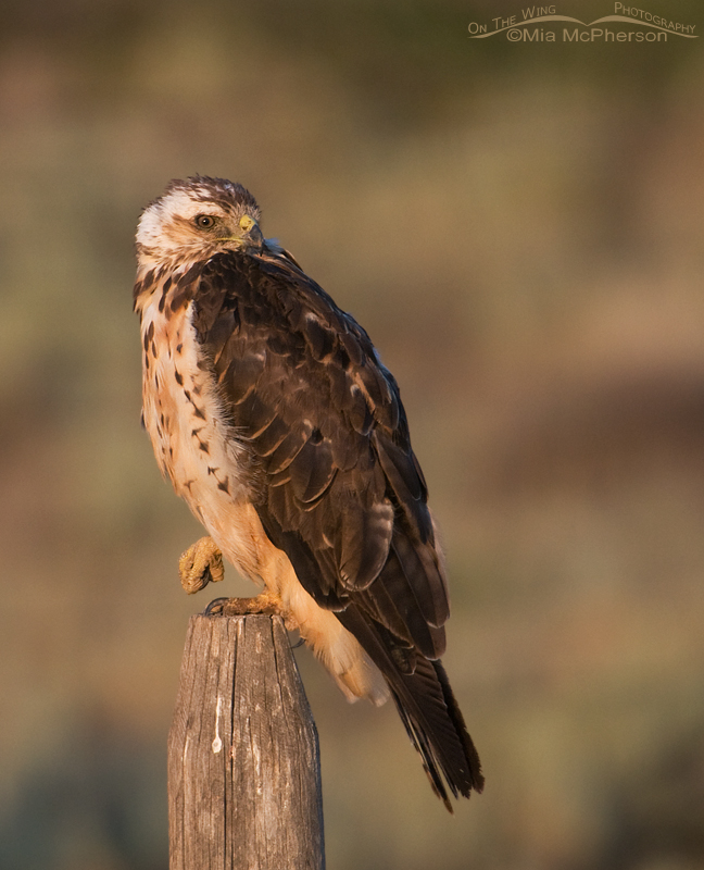 Light Swainson's Hawk sub-adult in the Centennial Valley, Montana