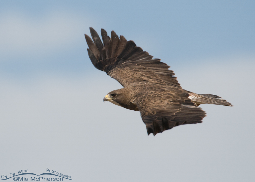 Swainson's Hawk adult gliding by