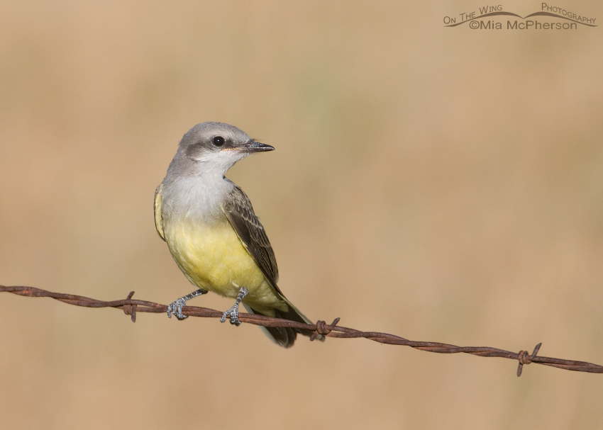 Western Kingbird juvenile on a barbed wire perch