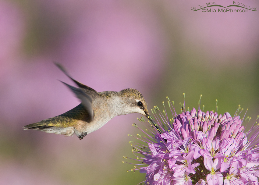 Black-chinned Hummingbird feeding on the nectar of the Bee Plant, Antelope Island State Park, Davis County, Utah