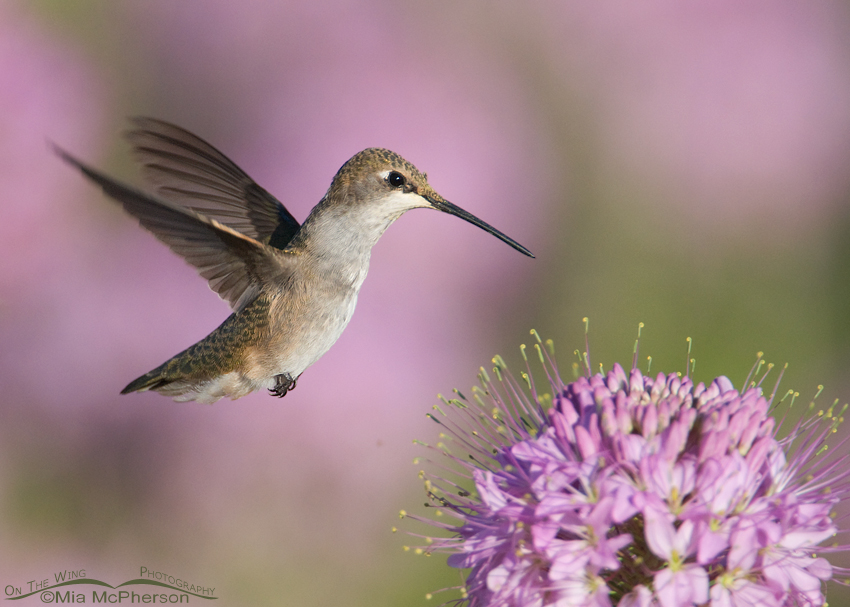 Young Female Black-chinned Hummingbird