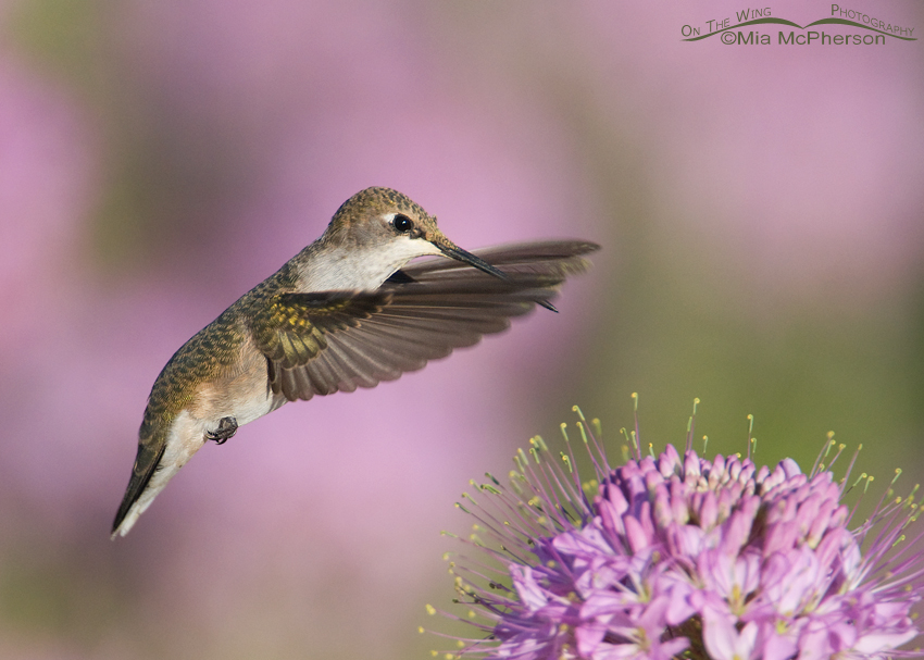 Black-chinned Hummingbird Hovering over Rocky Mountain Bee Plant