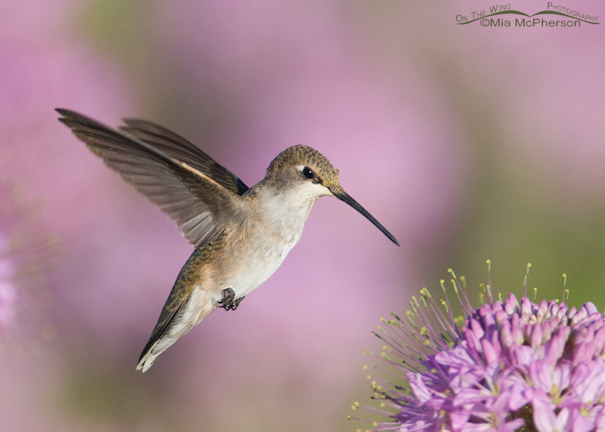 Flying jewel - Female Black-chinned Hummingbird, Antelope Island State Park, Davis County, Utah