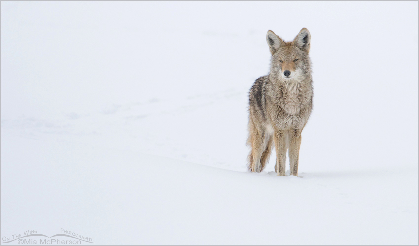 Snow Stalker - Coyote