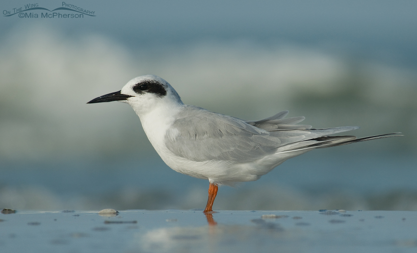 Forster's Tern in front of a light colored wave