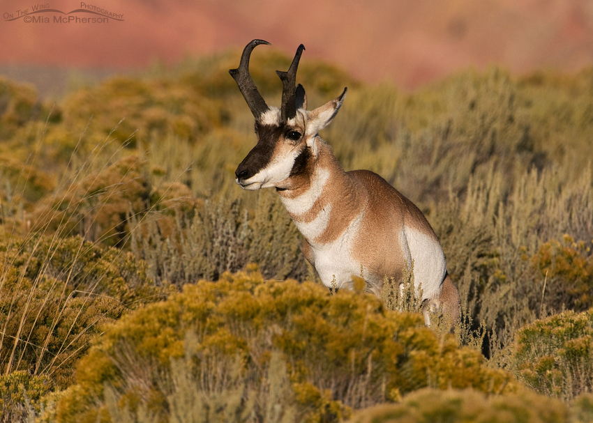 Pronghorn buck marking his territory amongst Rabbitbrush, Flaming Gorge National Recreation Area, Antelope Flat, Daggett County, Utah