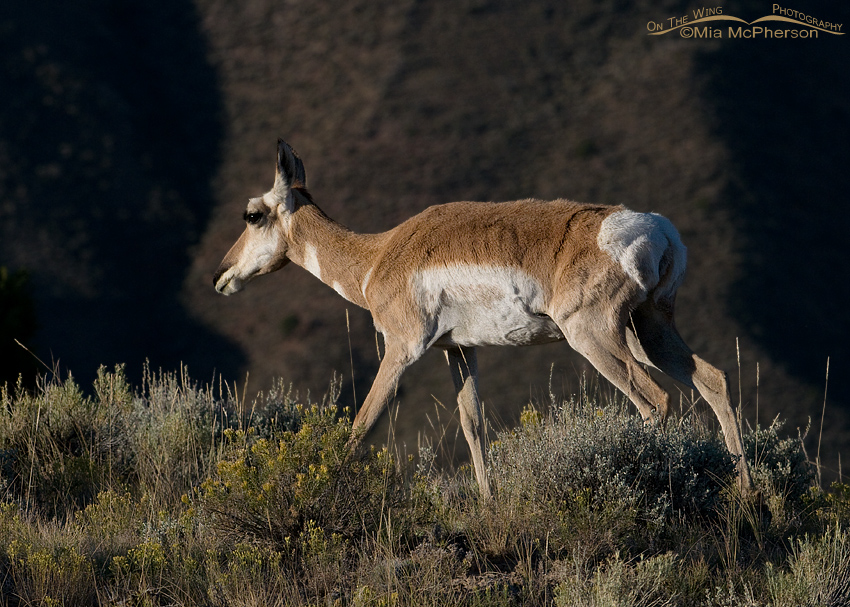 Pronghorn doe with dark canyon walls behind her, Flaming Gorge National Recreation Area, Antelope Flat, Daggett County, Utah