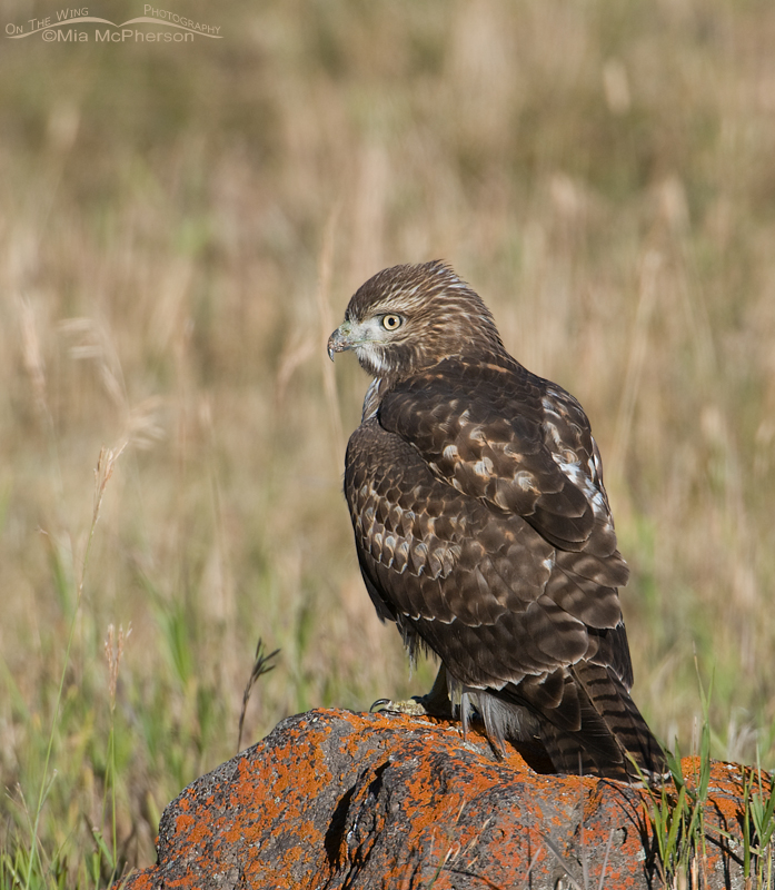 Juvenile Red-tailed Hawk on a lichen covered rock