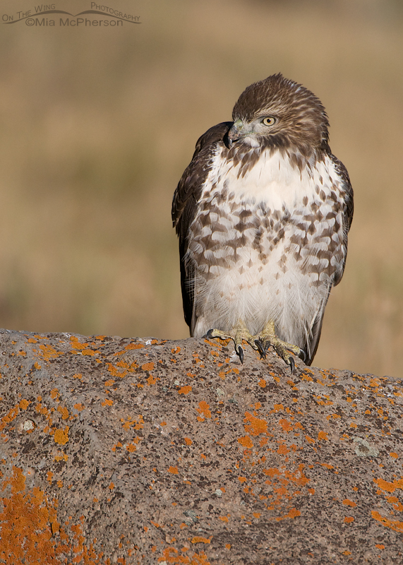 A very calm Red-tailed Hawk juvenile