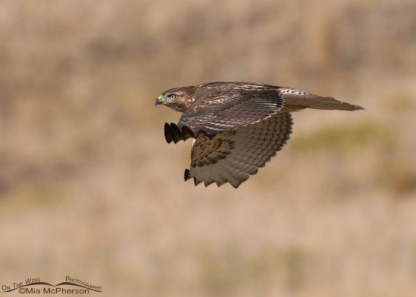 Juvenile Red-tailed Hawk gliding by