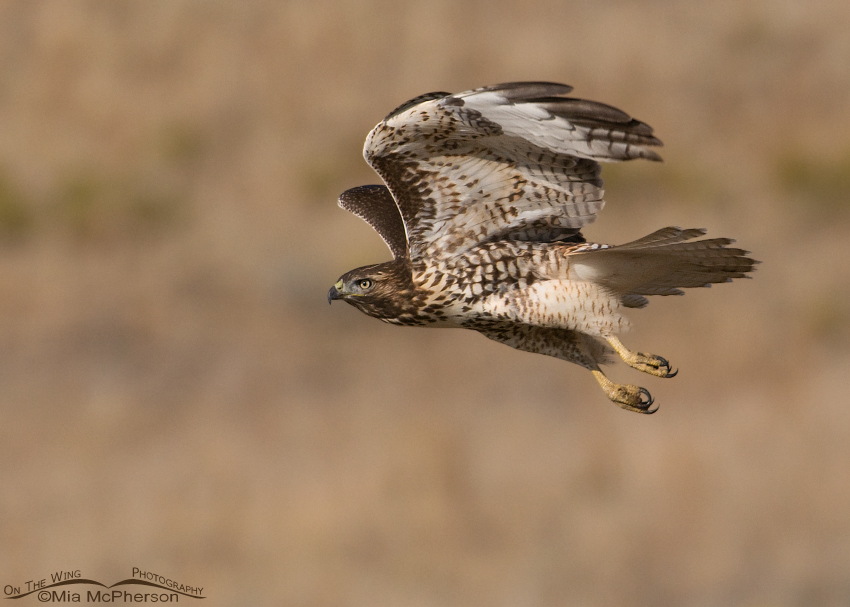 Red-tailed juvenile flying on an autumn day