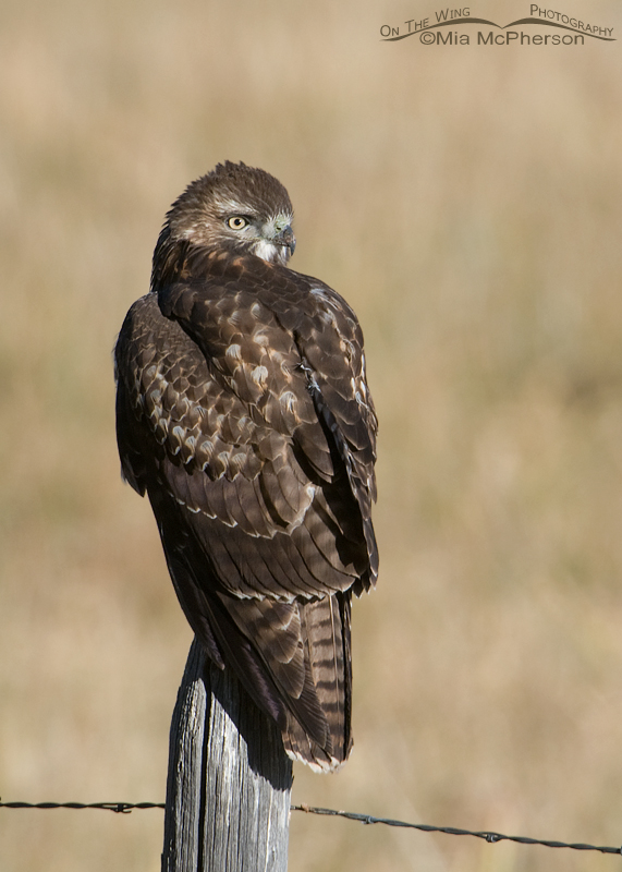 Back view of the juvenile Red-tailed Hawk