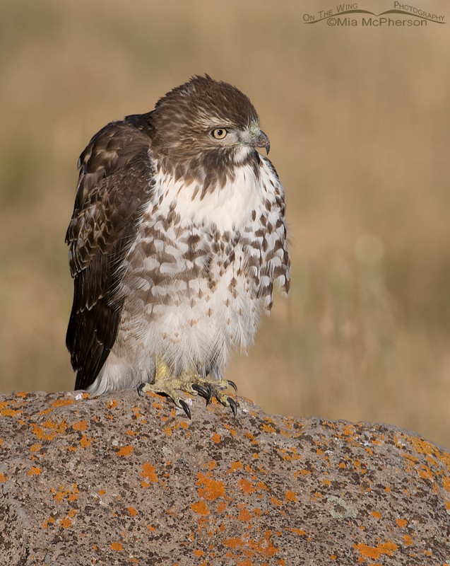 Red-tailed juvenile fluffed up because of cows that are close by