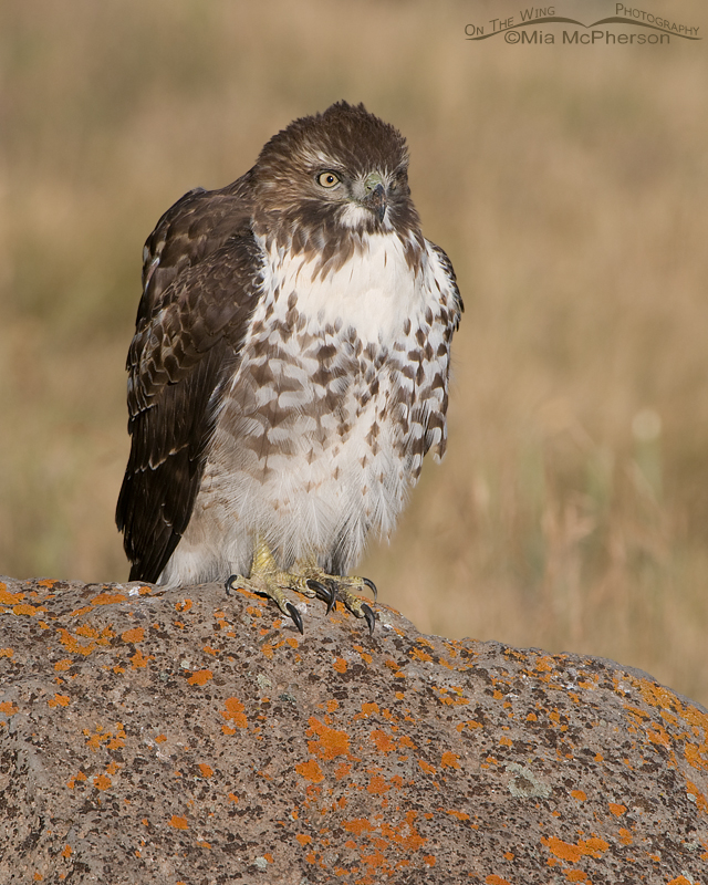 Juvenile Red-tailed