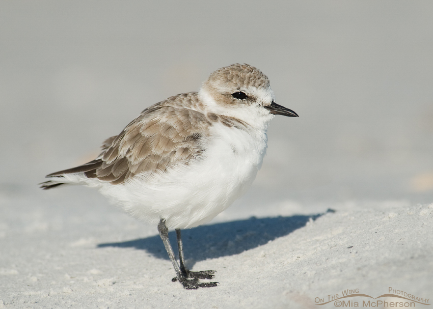 Snowy Plover on a late September morning