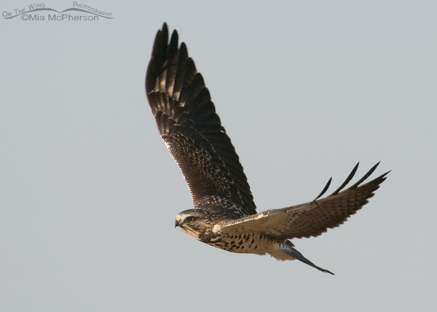 Juvenile Swainson's Hawk fly by near Snowville