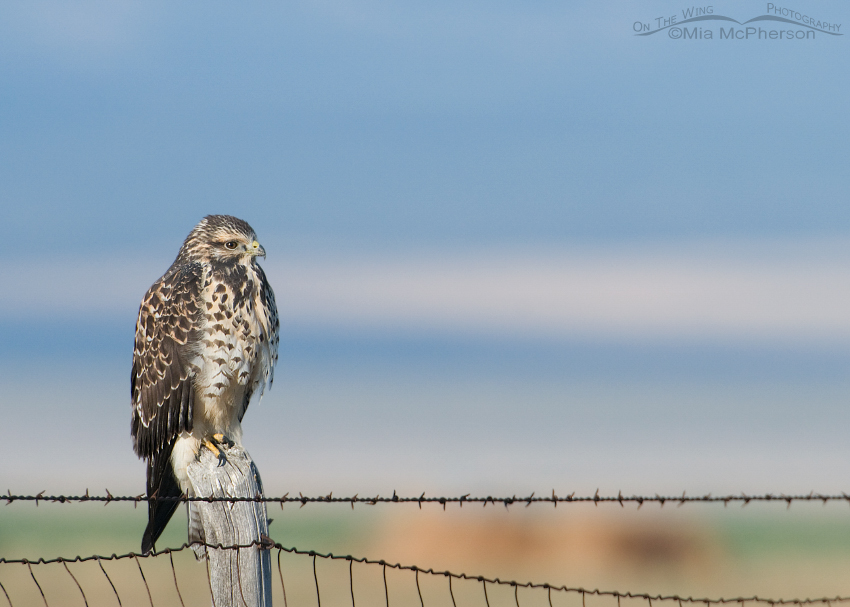 Swainson's Hawk juvenile on a wire fence