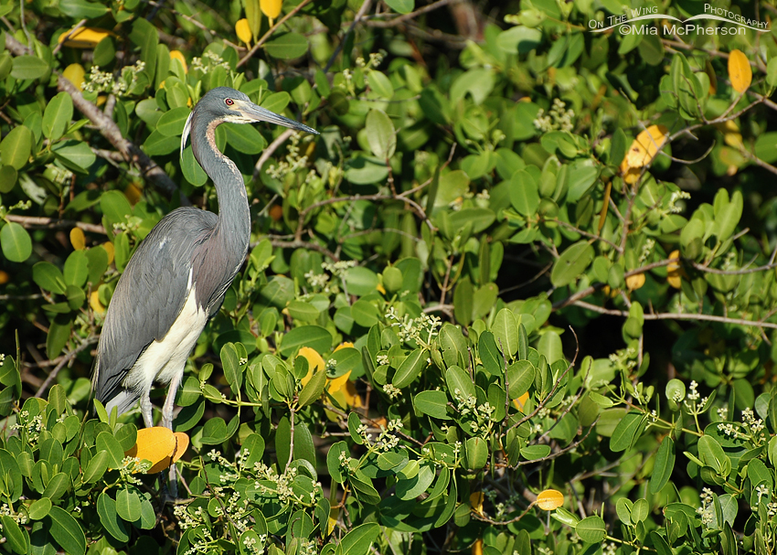 Tricolored Heron perched in White Mangroves