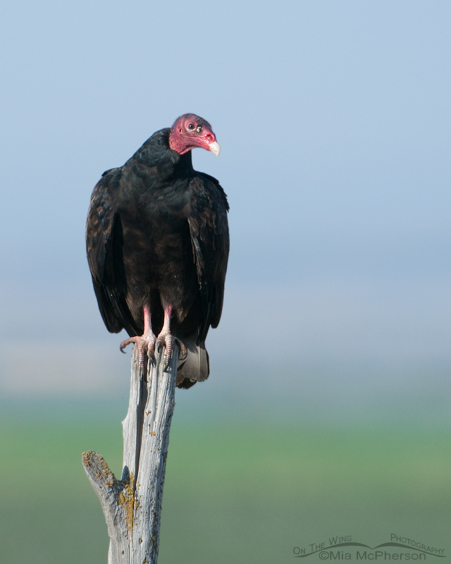 Adult Turkey Vulture on a fence post