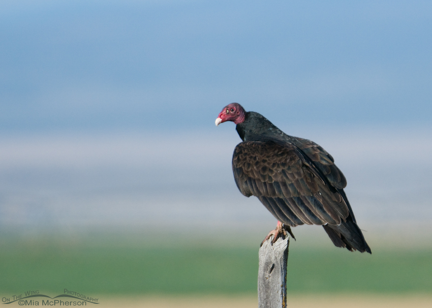 Adult Turkey Vulture getting ready to lift off