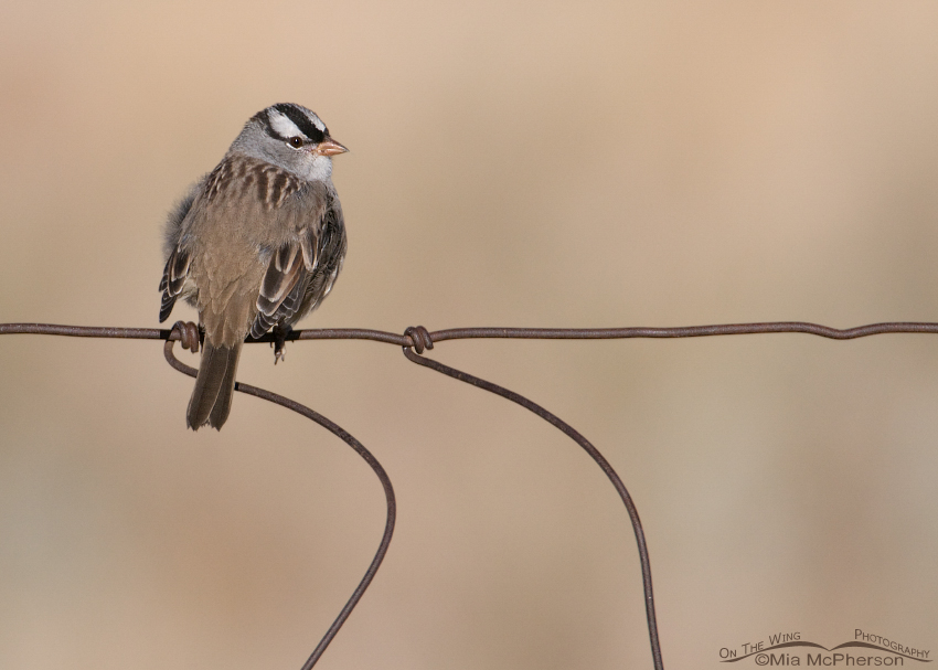 Adult White-crowned Sparrow on a wire fence