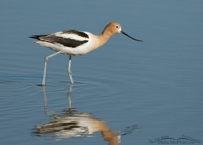 American Avocet foraging in a shallow pond