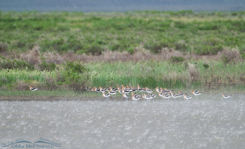 American Avocets in a hail storm