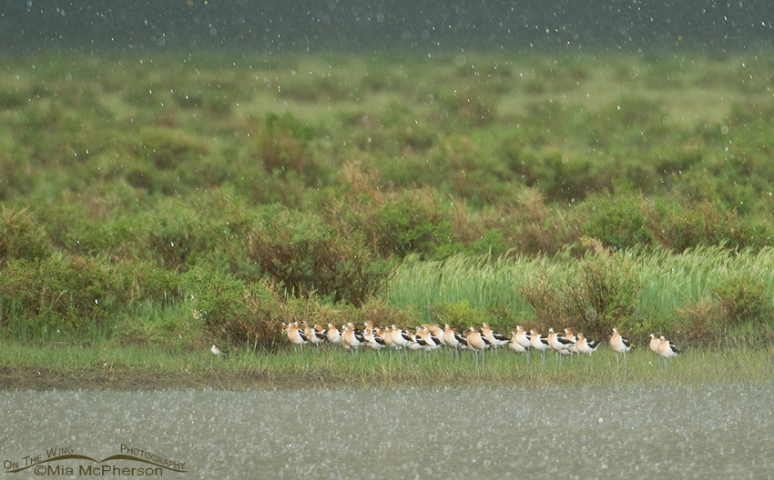 American Avocets facing the storm