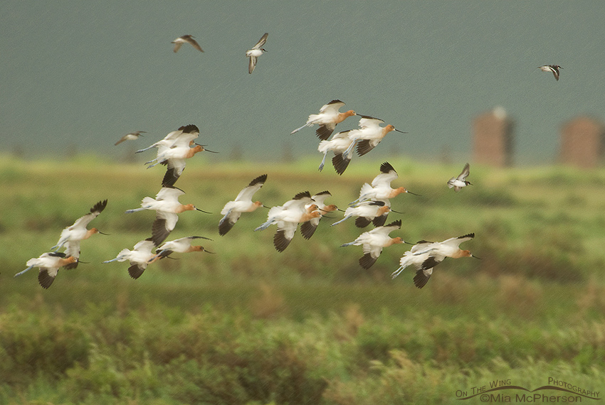American Avocets and Wilson’s Phalaropes about to land in the rain, Red Rock Lakes National Wildlife Refuge, Beaverhead County, Montana