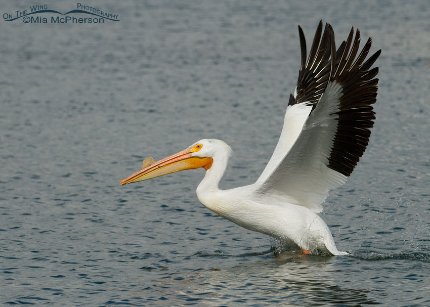 American White Pelican lifting off
