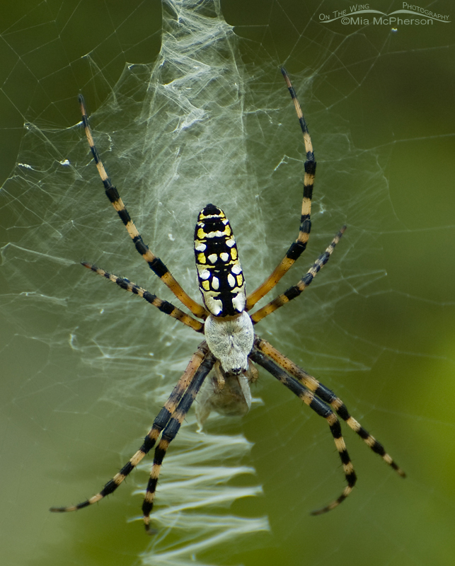 Black-and-Yellow Garden Spider