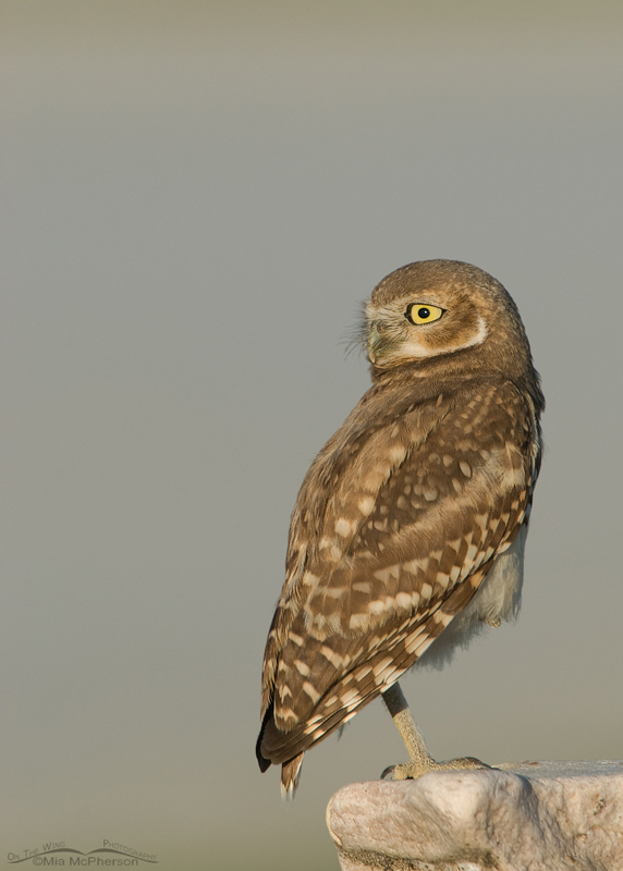 Morning Burrowing Owl juvenile