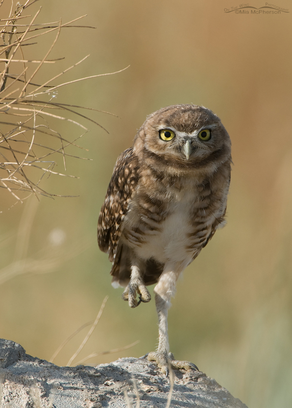 Peekaboo Burrowing Owl fledgling