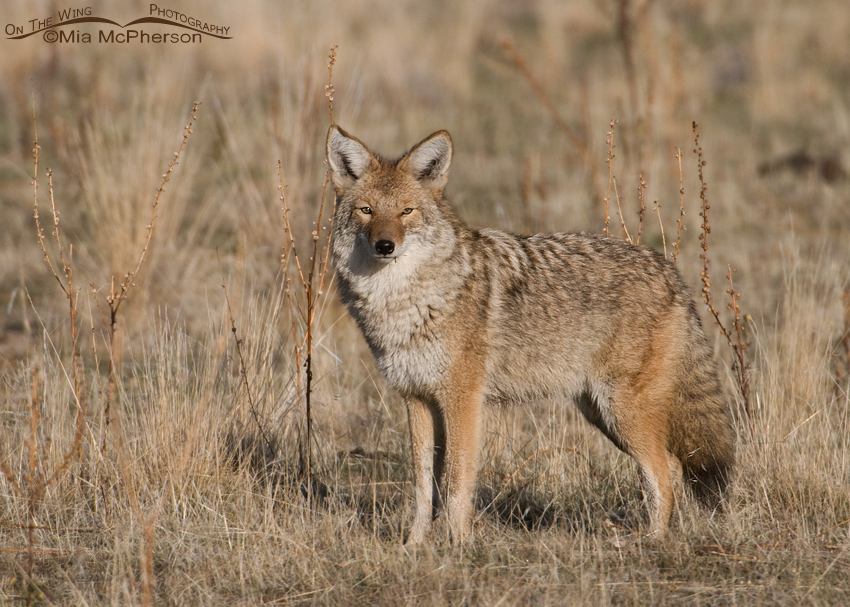 Coyote on Antelope Island State Park