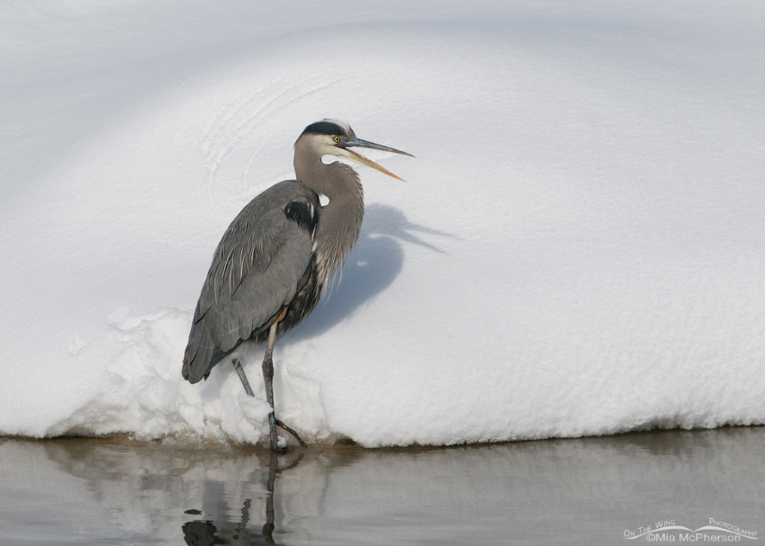 Great Blue Heron and its shadow on a winter day