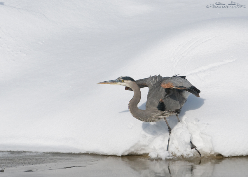 Great Blue Heron crouching for lift off