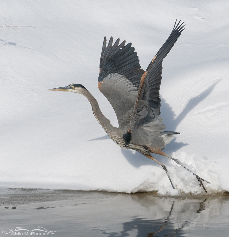 Great Blue Heron with wings up and flying snow, Farmington Bay WMA, Davis County, Utah